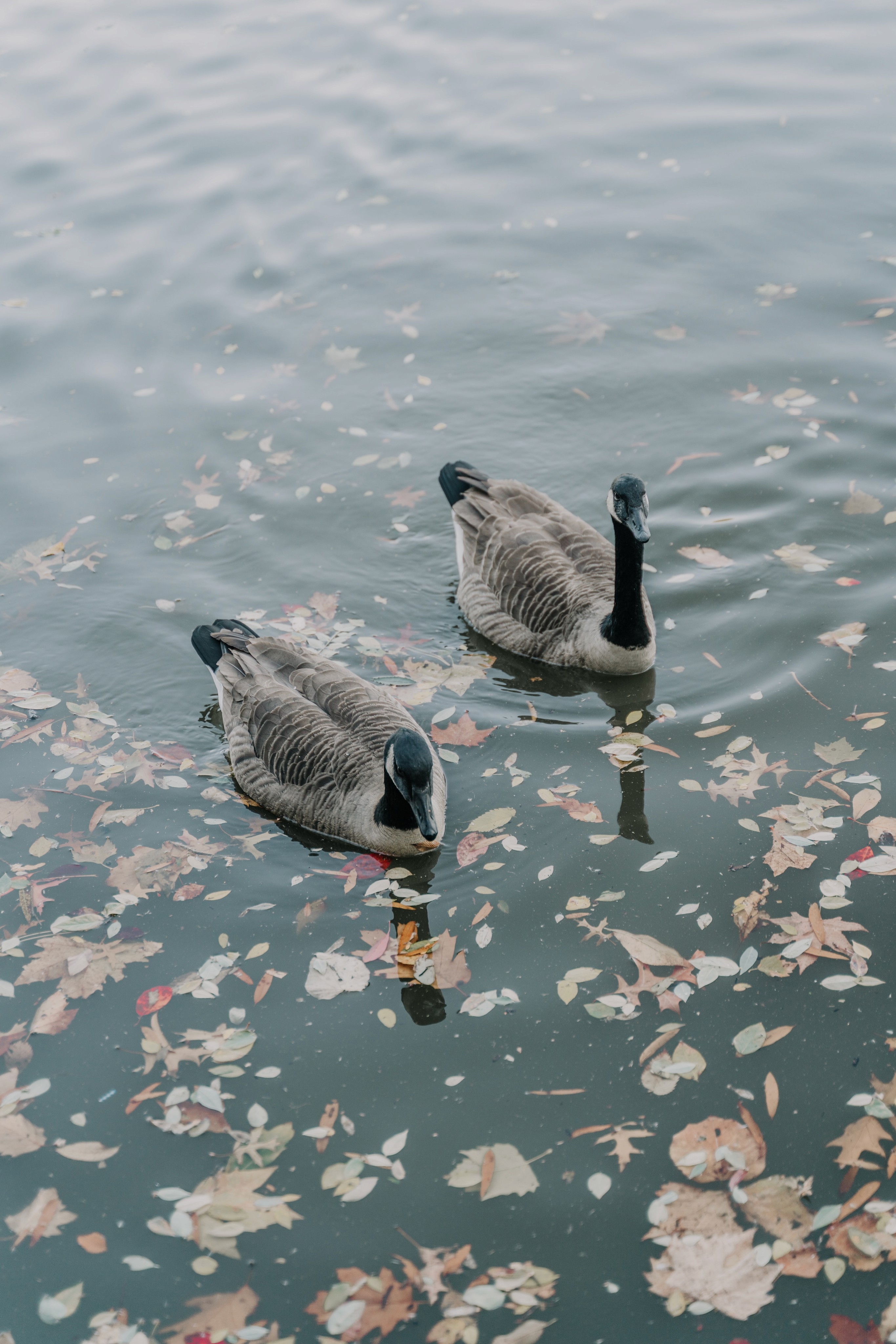 Black and white duck on water