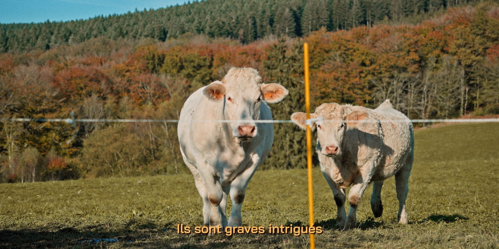 Gros plan sur deux vaches blanches, avec une forêt colorée en arrière-plan.