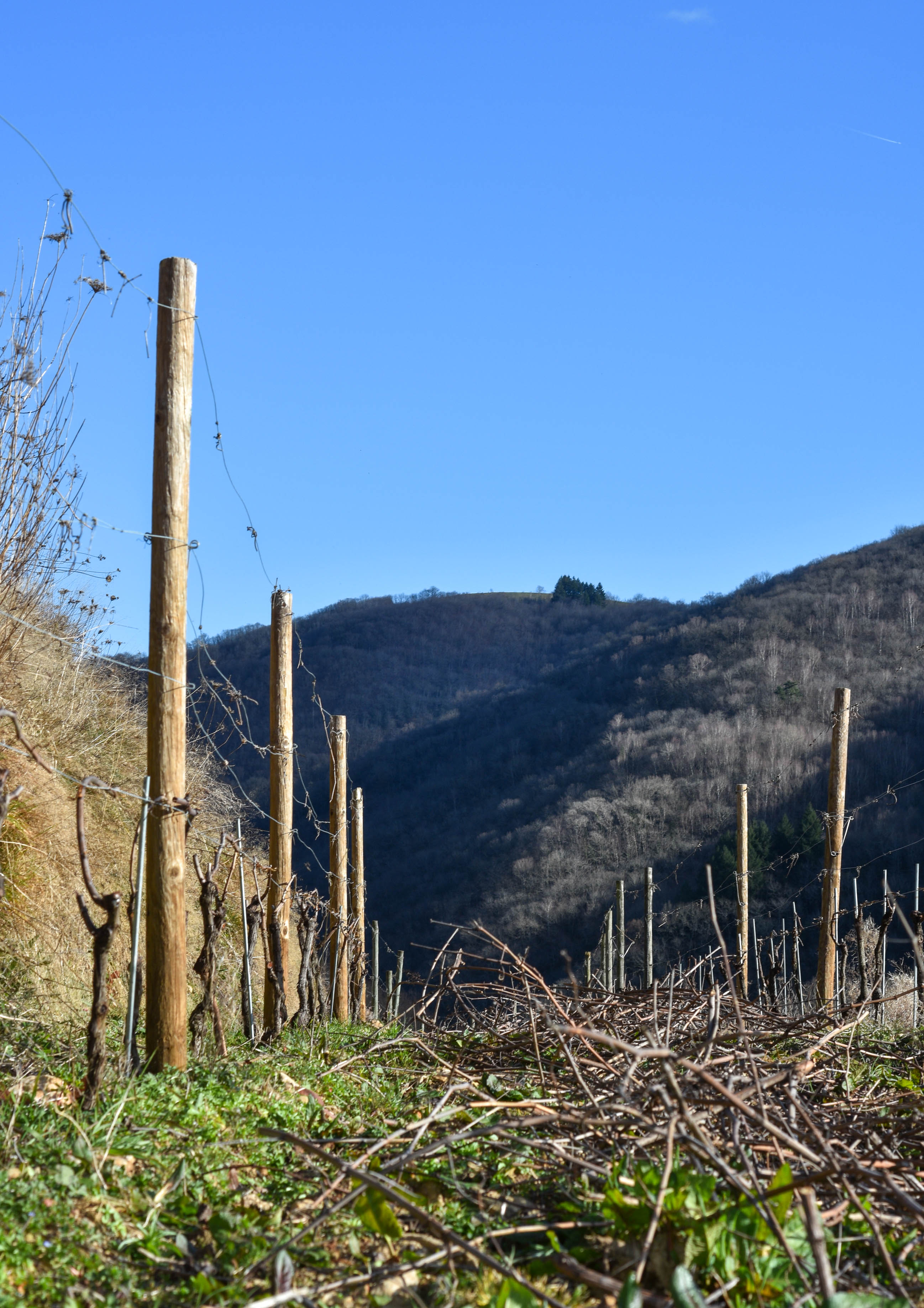 A grape being harvested