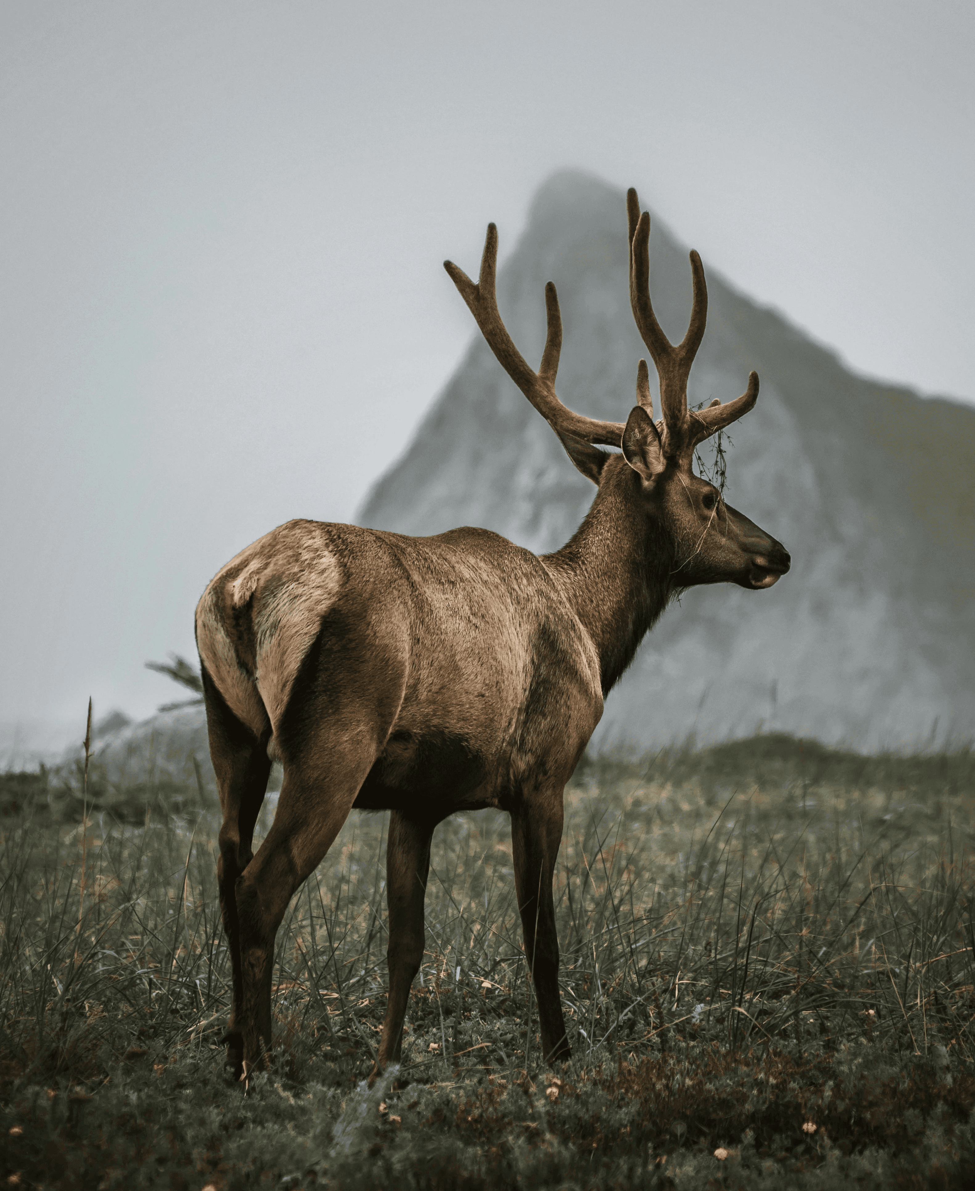 Elk