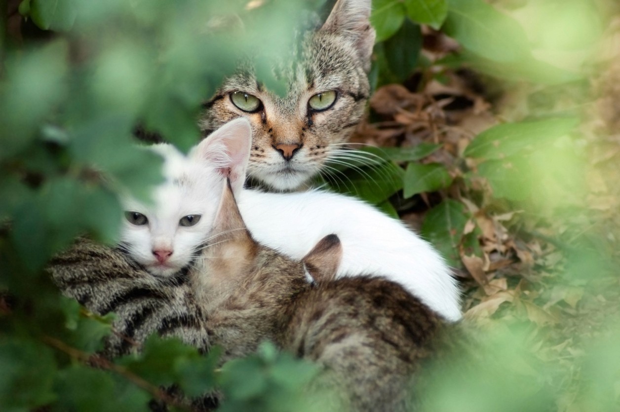Cat and kitten hiding in bushes