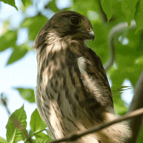 Did You Call Me Kestrel?