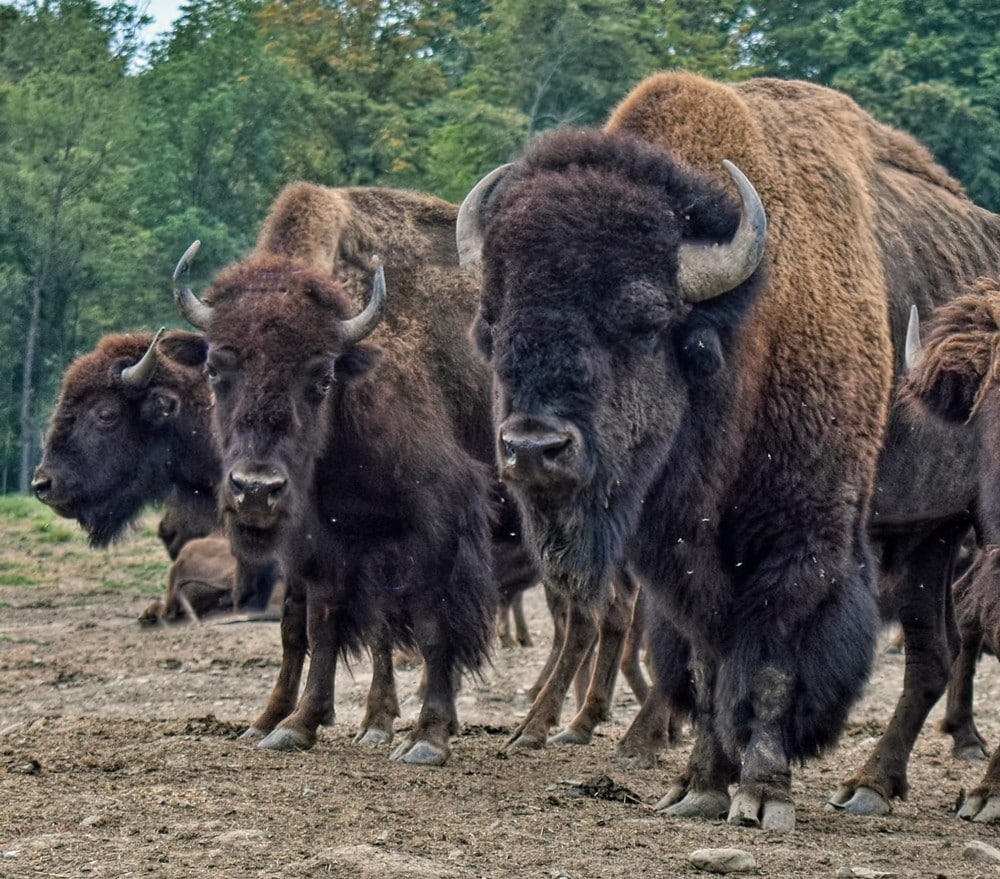 Bison