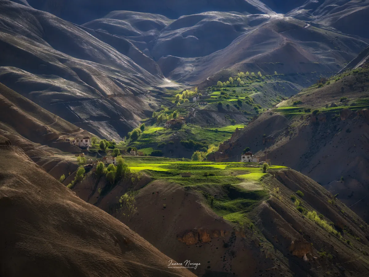 Campos de cebada en terrazas verdes entre montañas áridas en una aldea de Zanskar