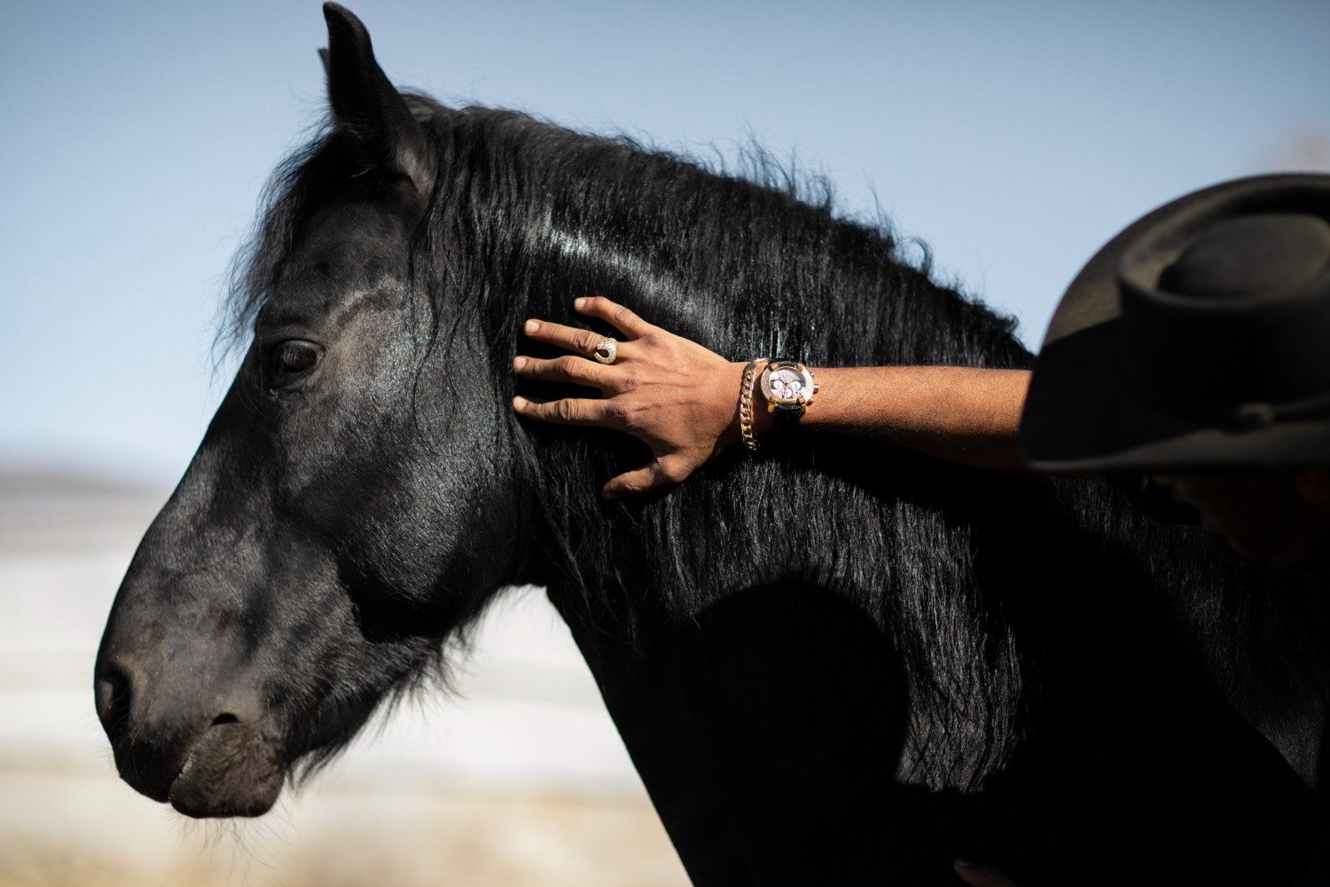Horse Image