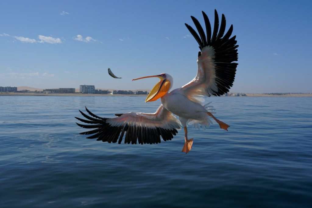 Pelican feeding on fish, Walvis Bay, Namibia