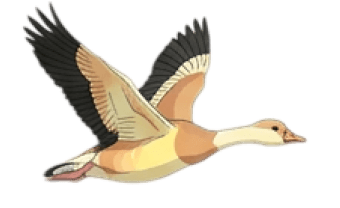 Illustration of an Egyptian goose in flight with detailed wing pattern.