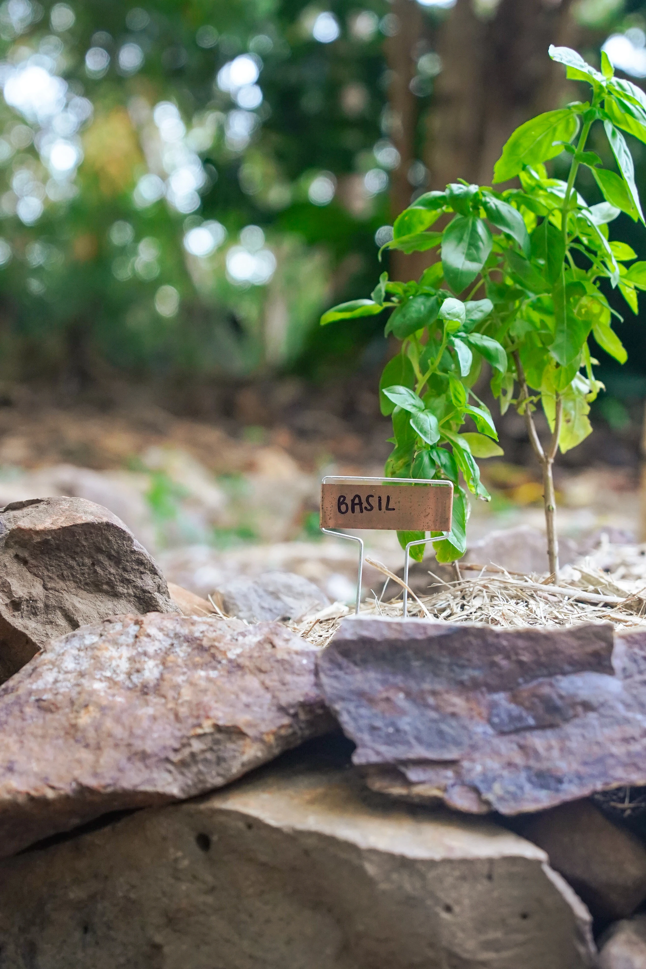 Planting herbs during a landscaping project in Ocean Shores