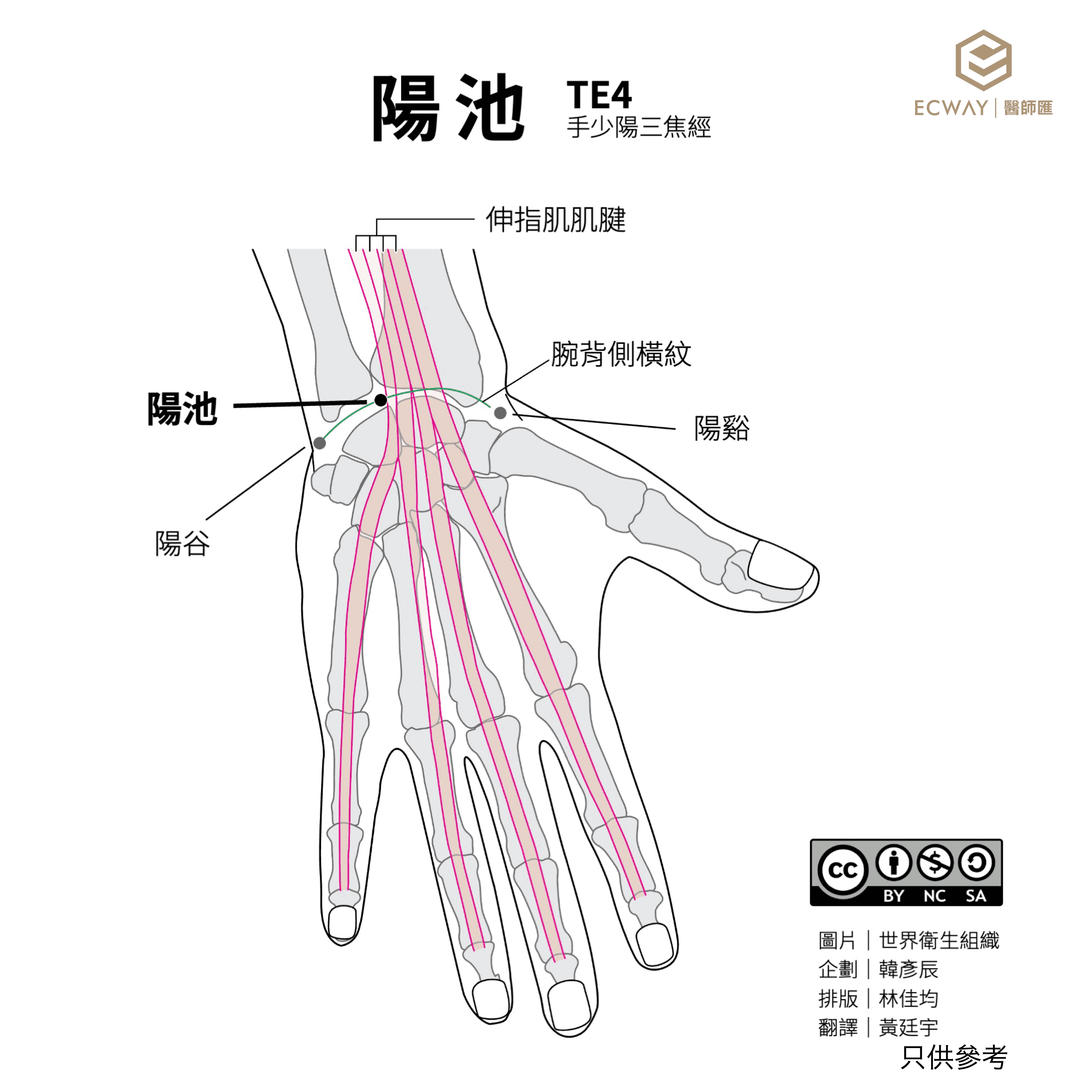 陽池穴