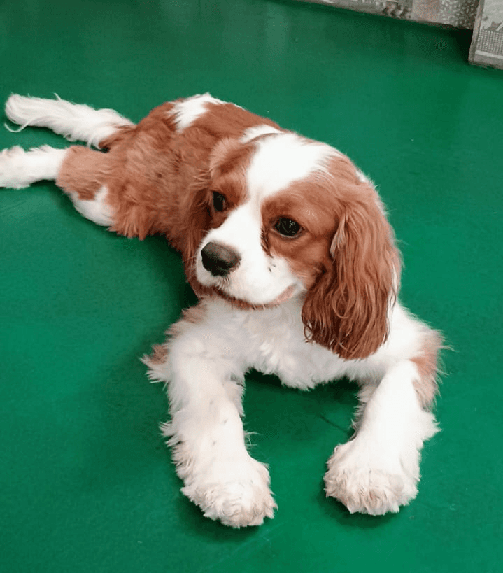 google review of dog boarding service in dubai