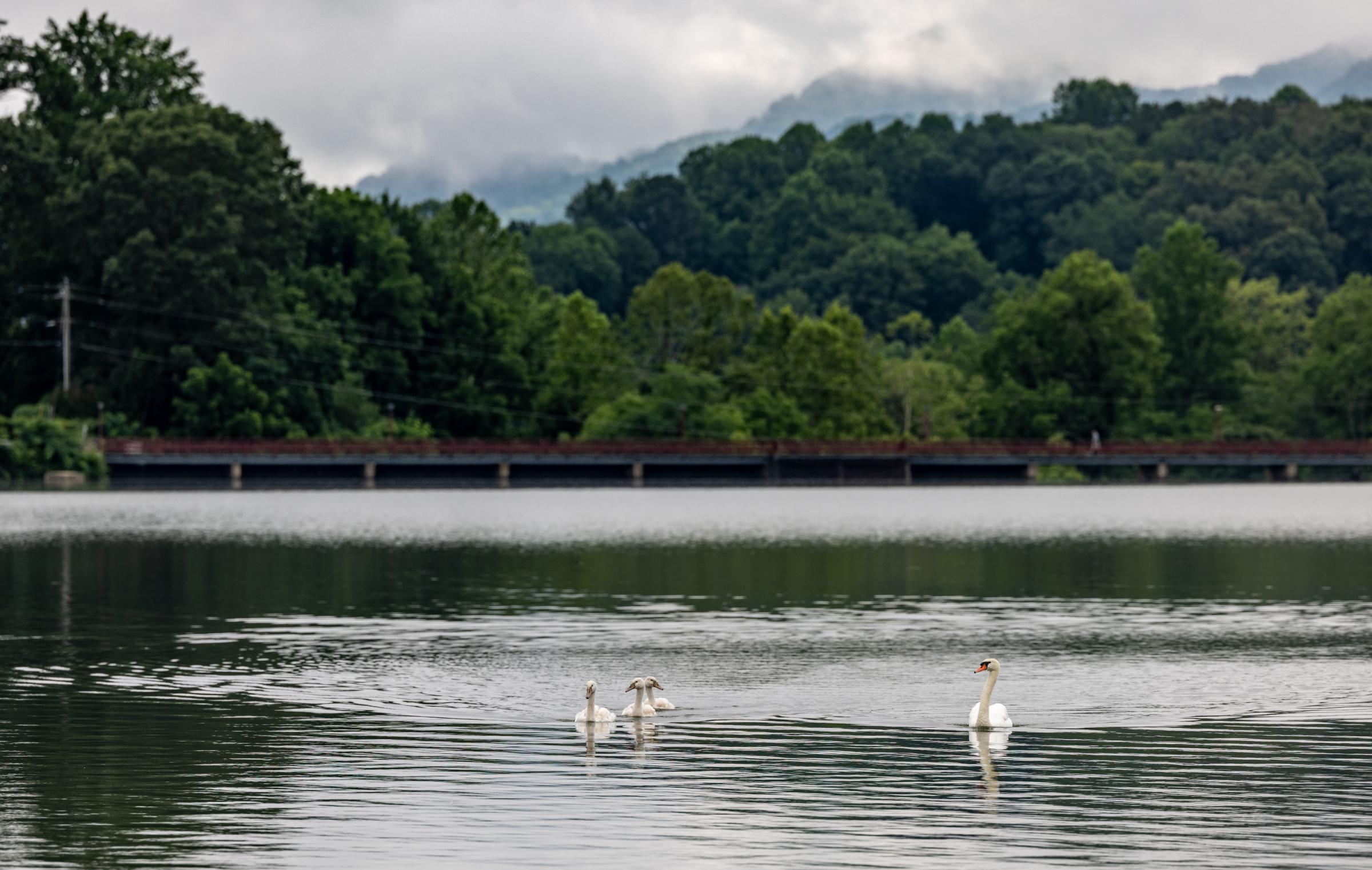 Lake Junaluska Swan Fam