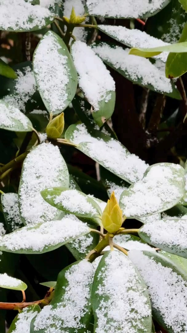 Close-up video of green leaves on a rhododendron dusted with fresh snow