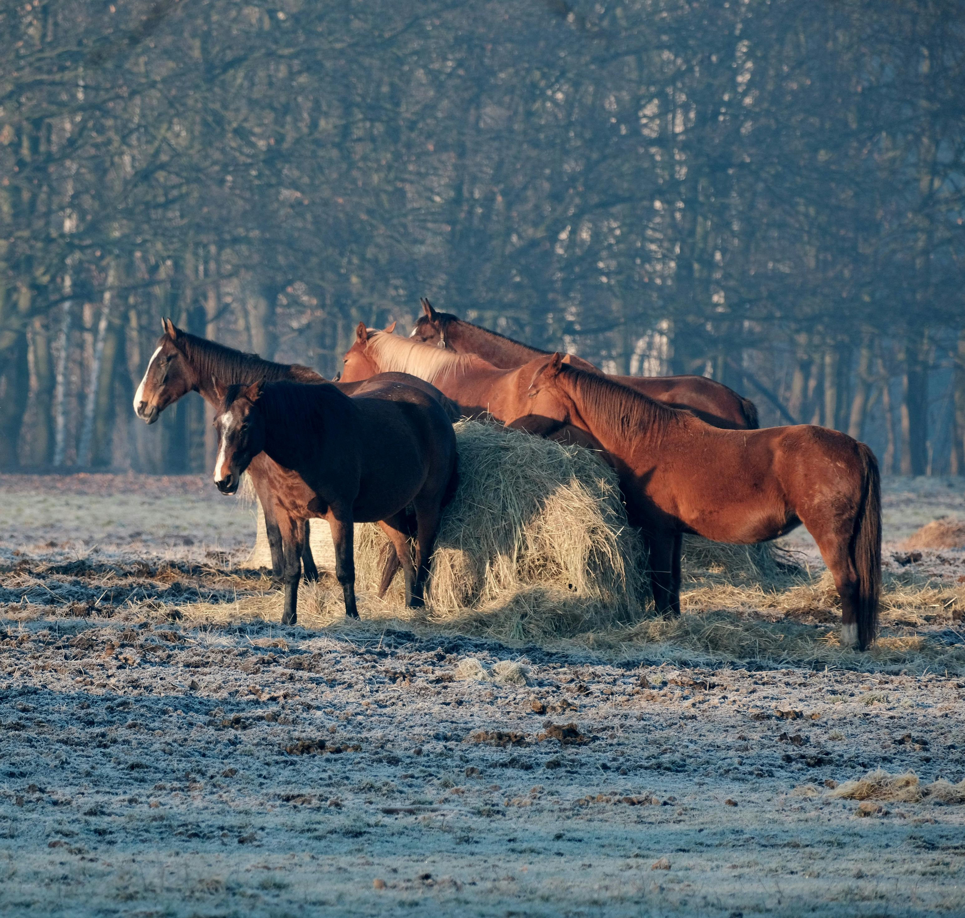 Horses eating hay in snowy field outdoors