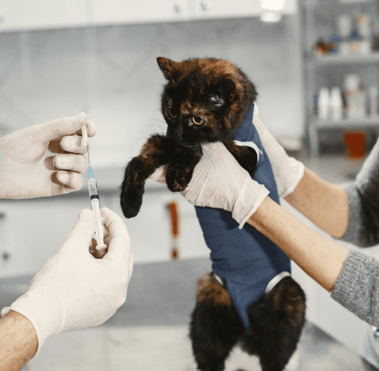 A kitten getting a booster shot for rabies