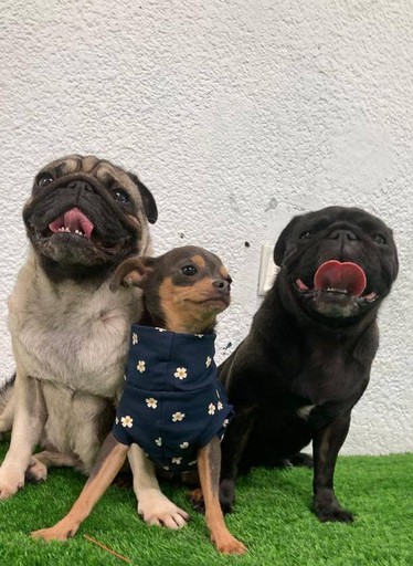 Socialized dogs interacting joyfully at a top-rated facility for pet grooming Dubai.
