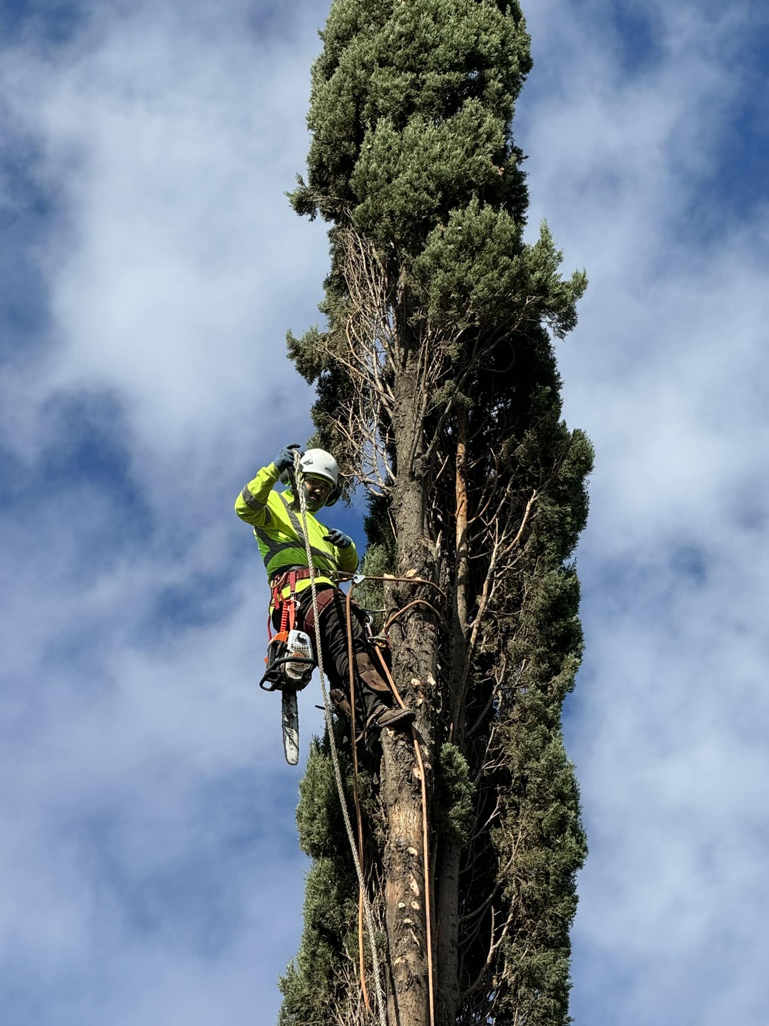 Our favorite arborist chopping down a tall tree.