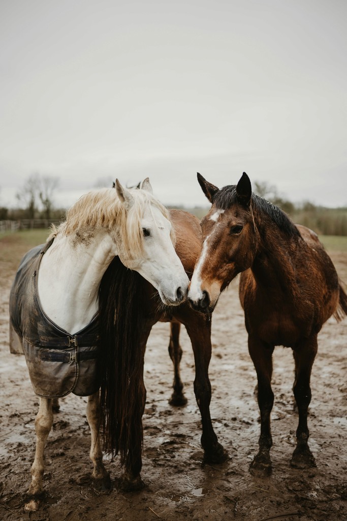 a couple of horses standing next to each other