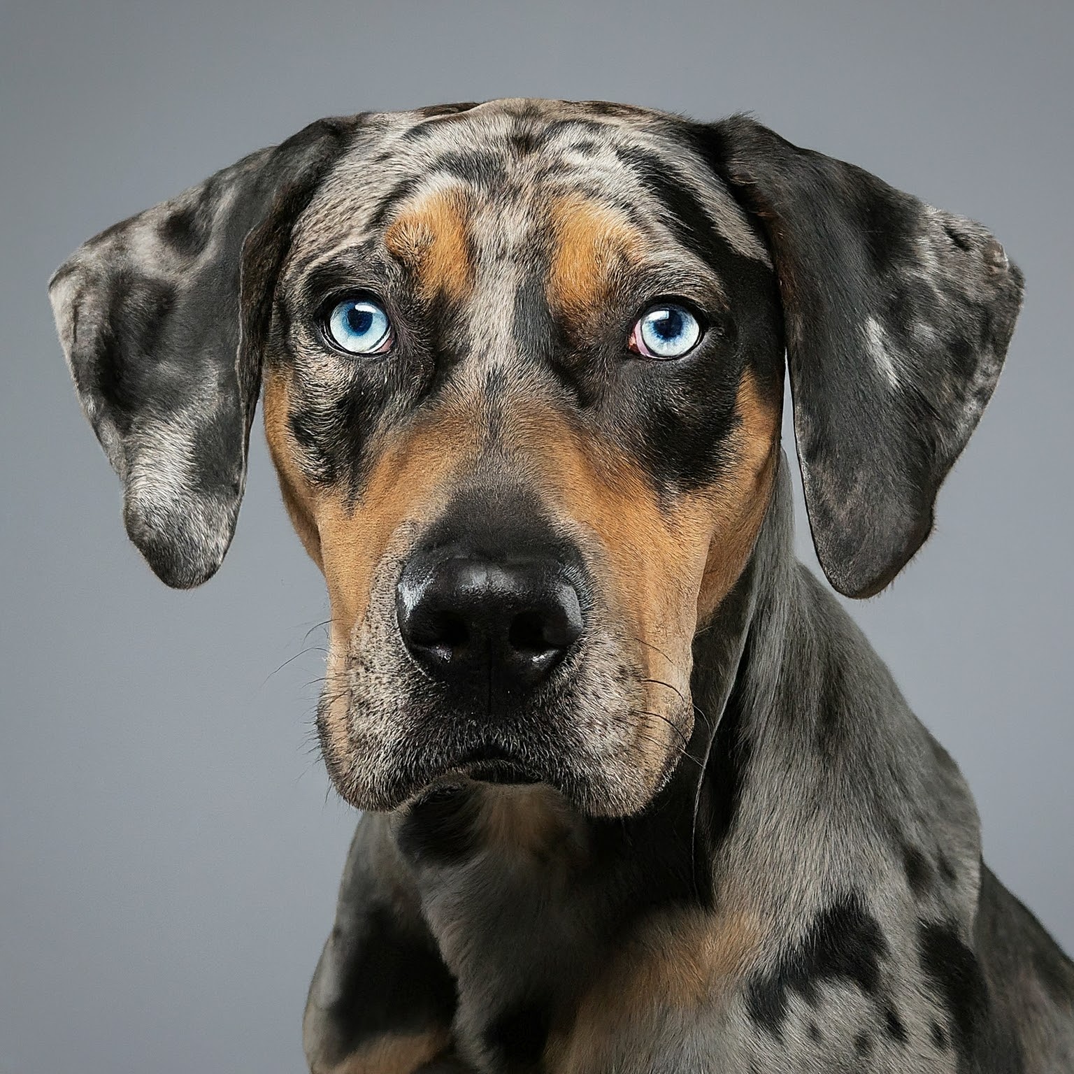 BUDDYUNO, Catahoula Leopard Dog