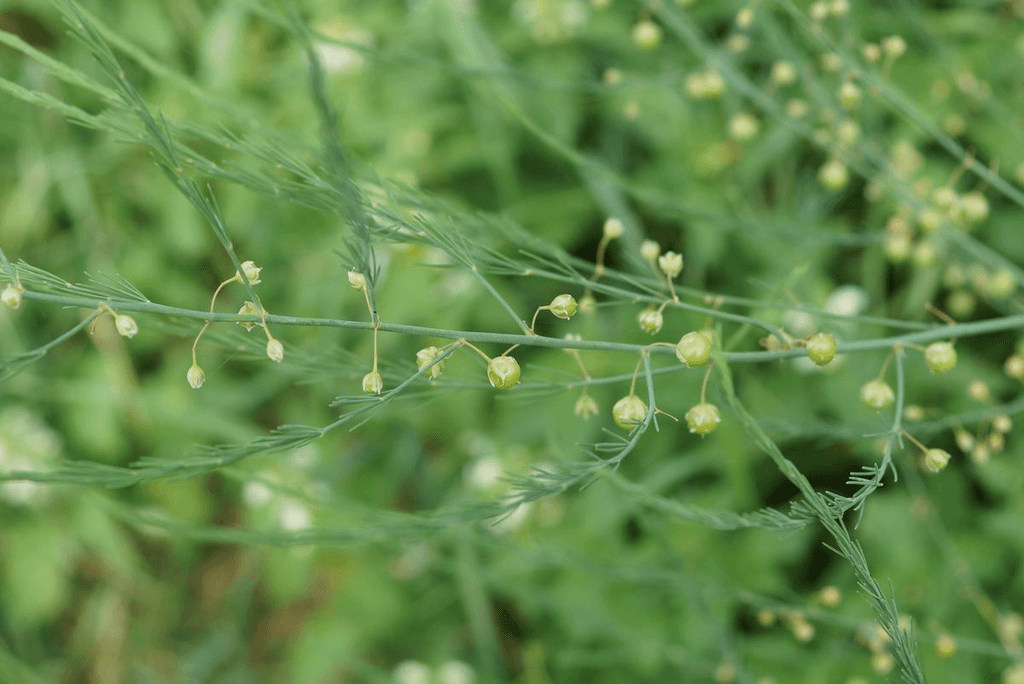 asperge officinale