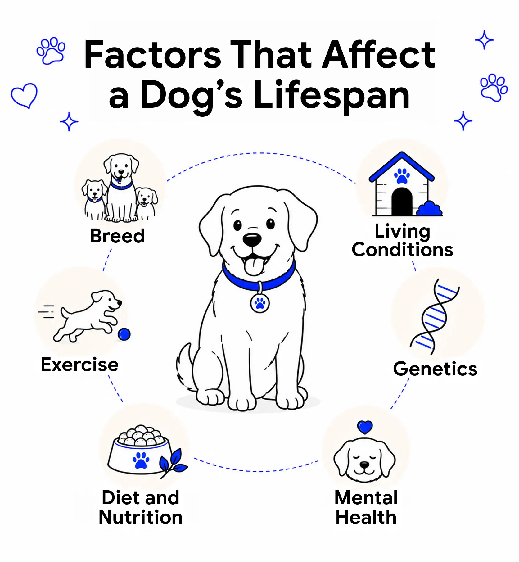 An infographic that shows the factors that affect a dog's lifespan.