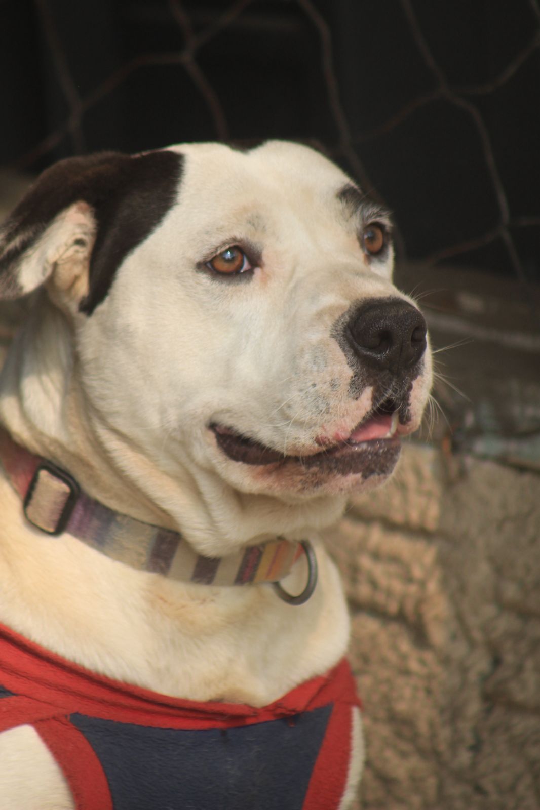 Dog photo