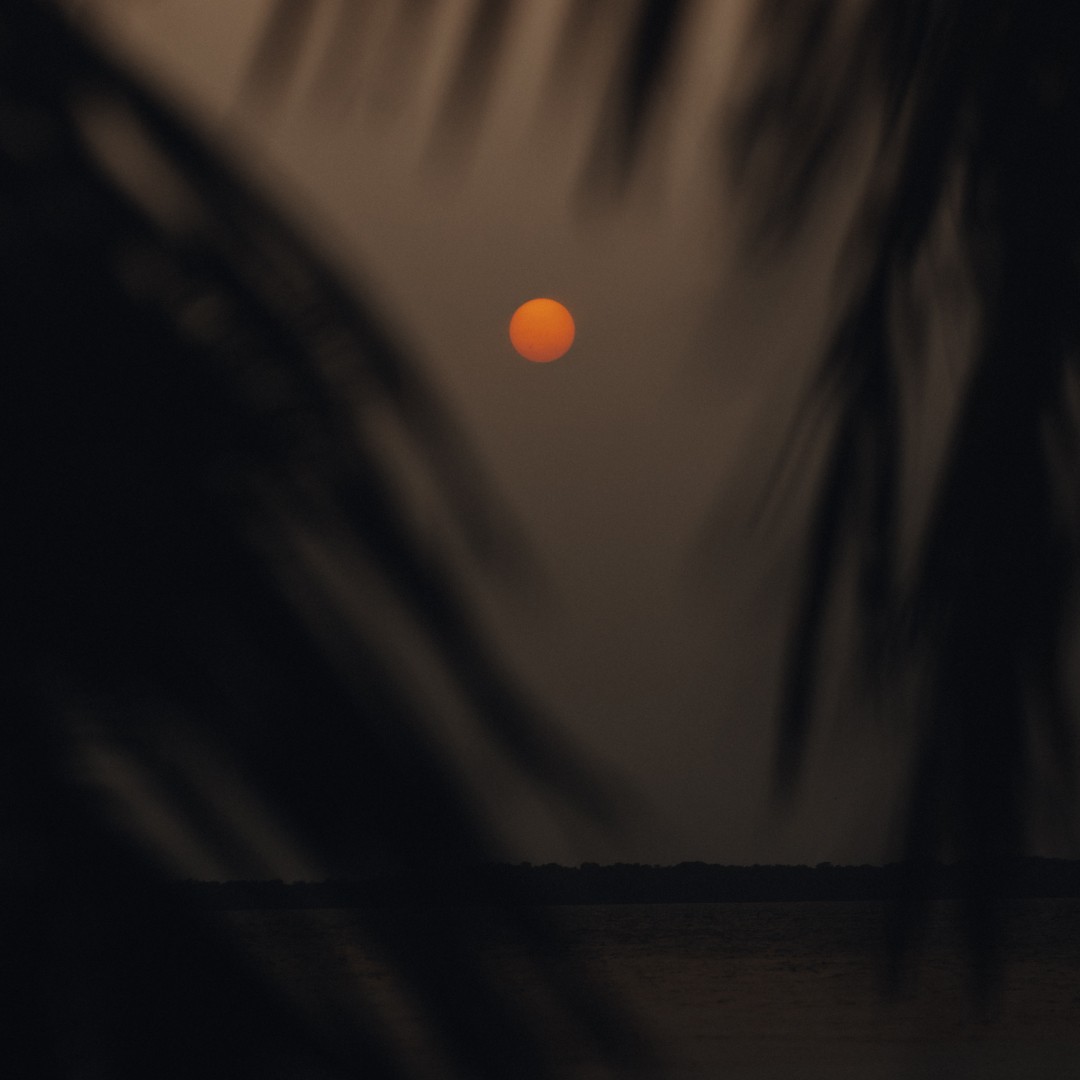 An orange full moon on a dark sky, with some palm leaves in the foreground