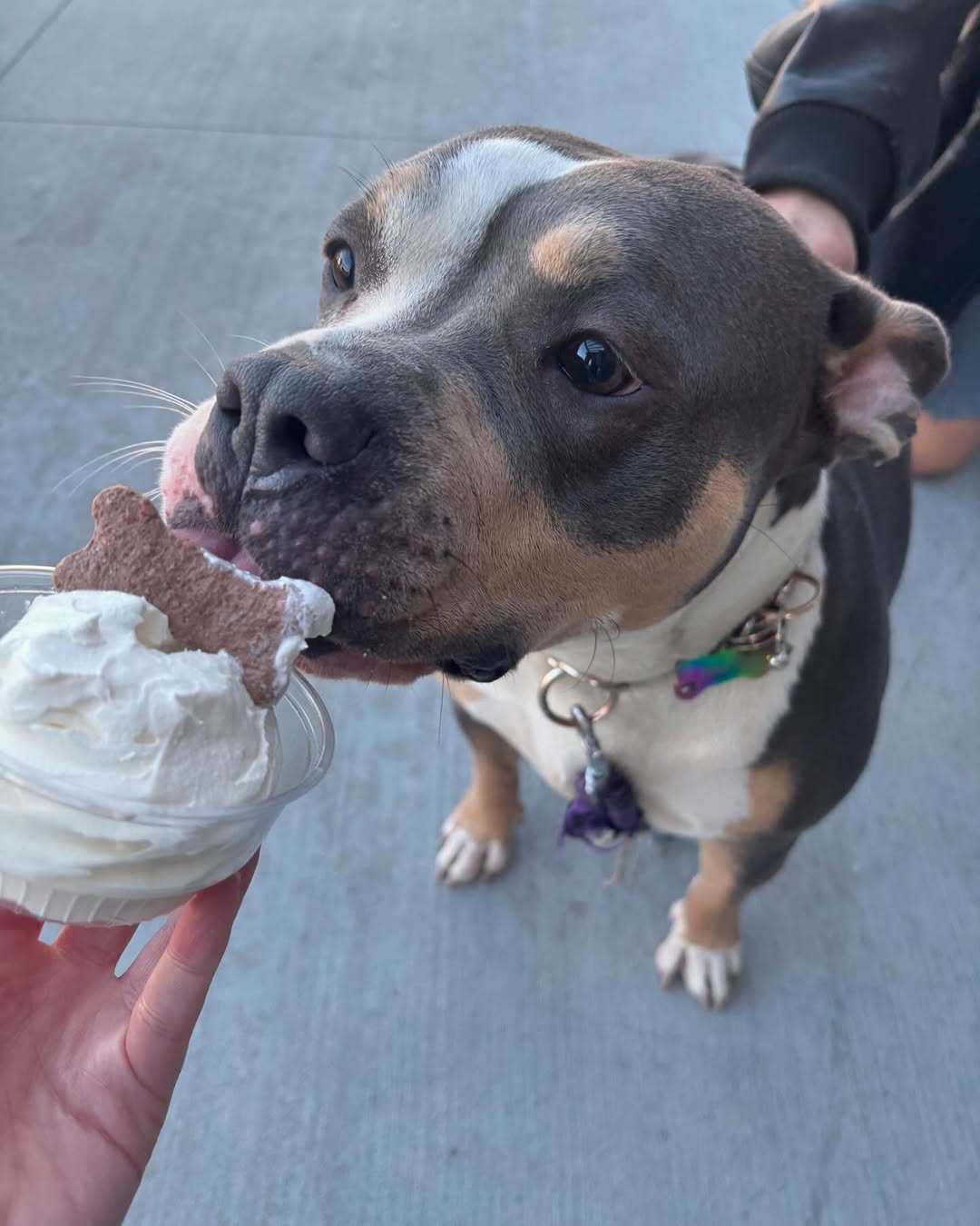 Dog enjoying an ice cream treat on the outdoor patio at Shady Shack Buffalo NY