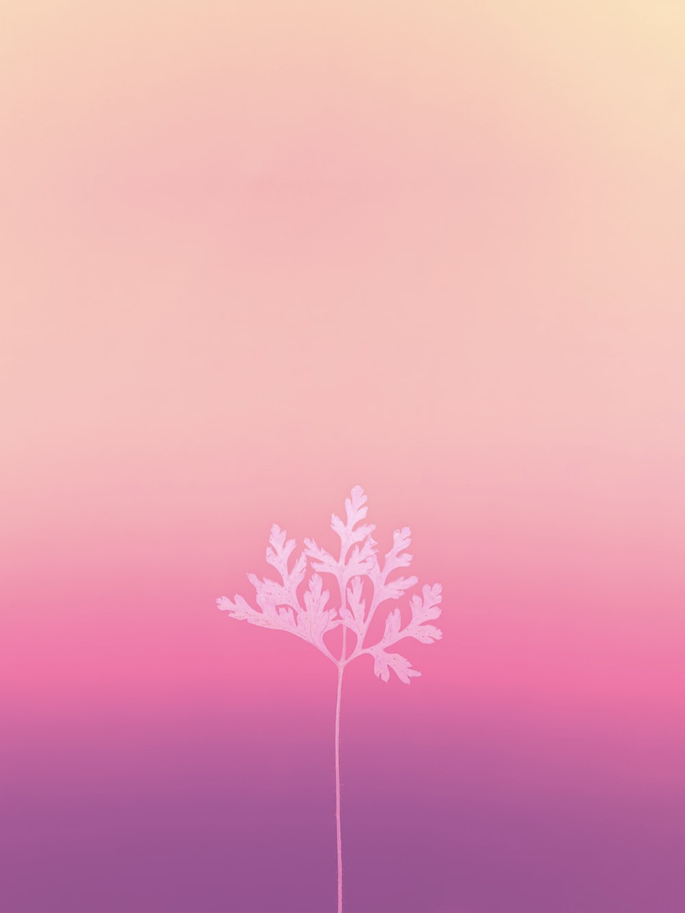 Pink Wallpaper