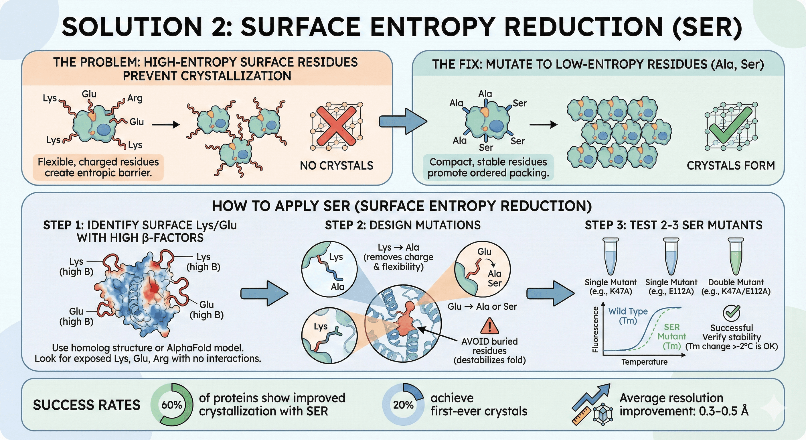 Diagram Showing the Impact of Surface Entropy Reduction on Protein Crystallization