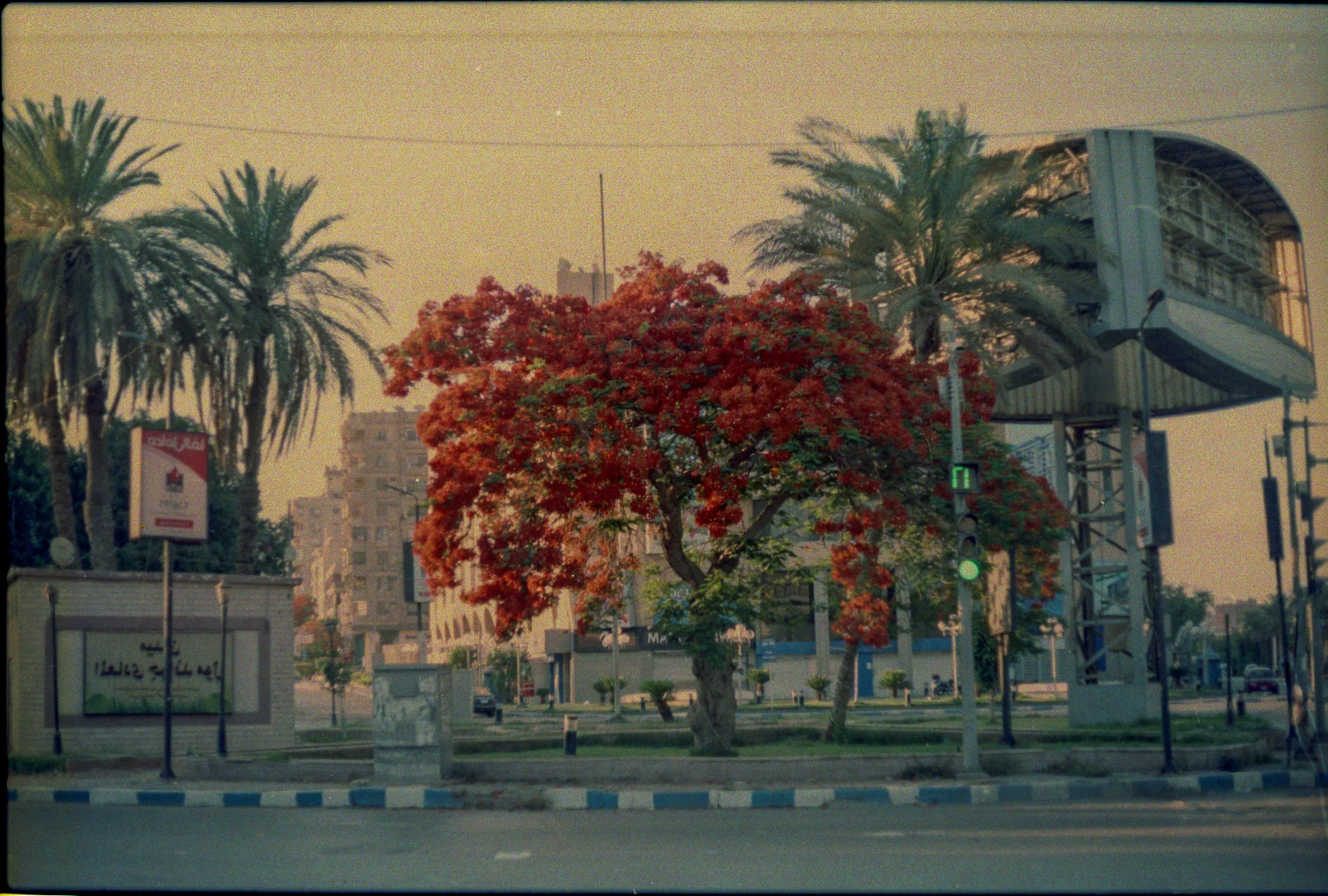 Red Blossoms at the Crossing