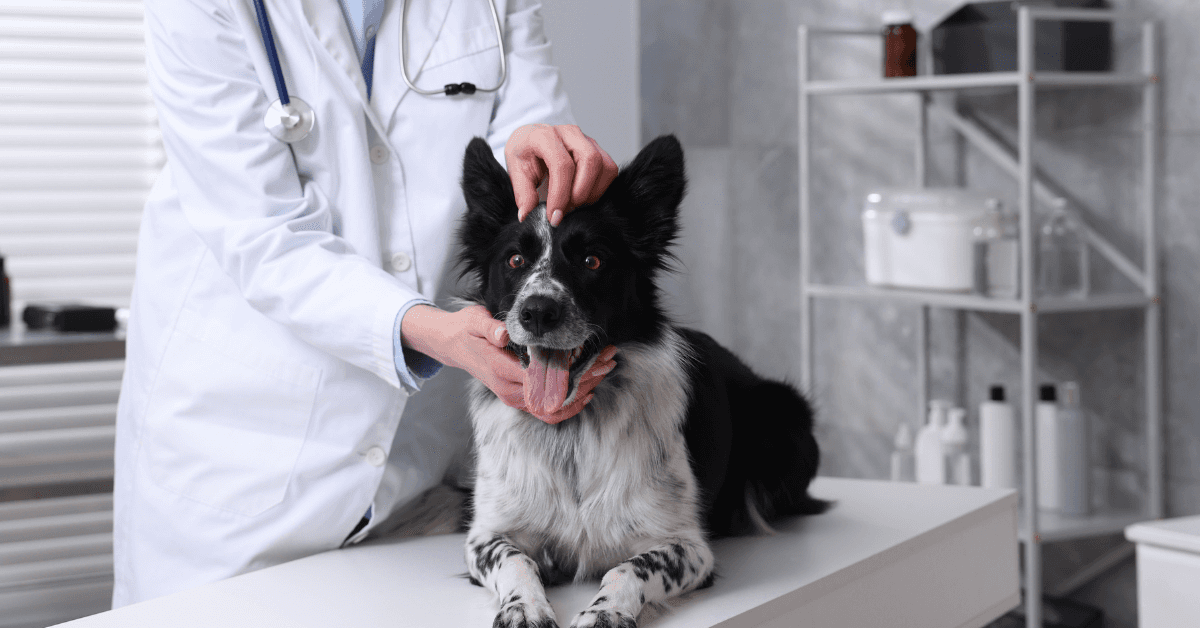 The Best AI Scribes for Vet Clinics Remember Your Practice
