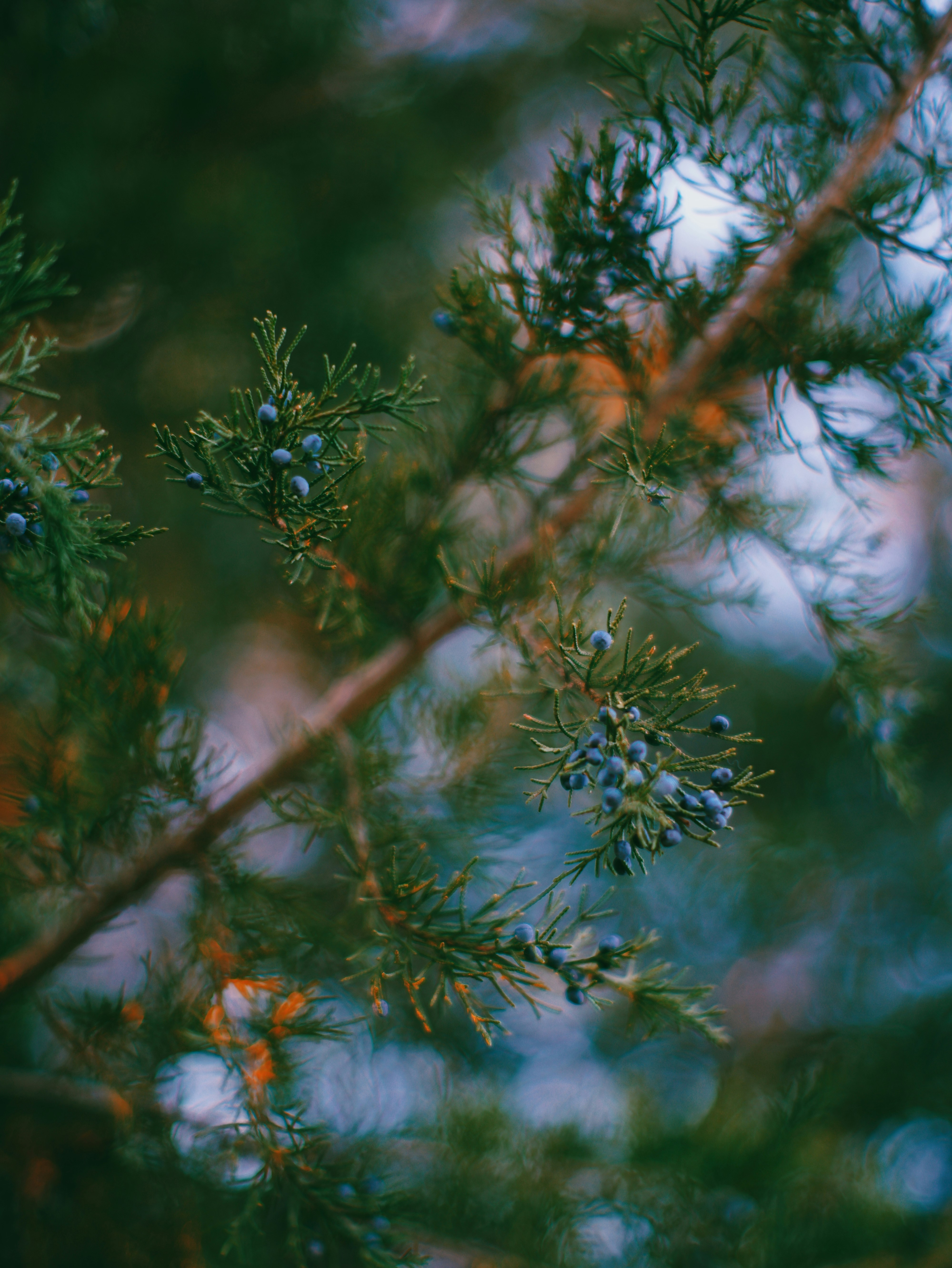 Close-up of evergreen branches with small blue berries.