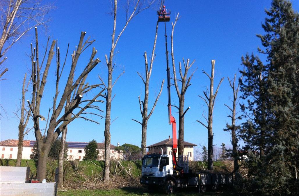 Larice a Viterbo in zona via dei monti cimini tagliato in porzioni trasportabili