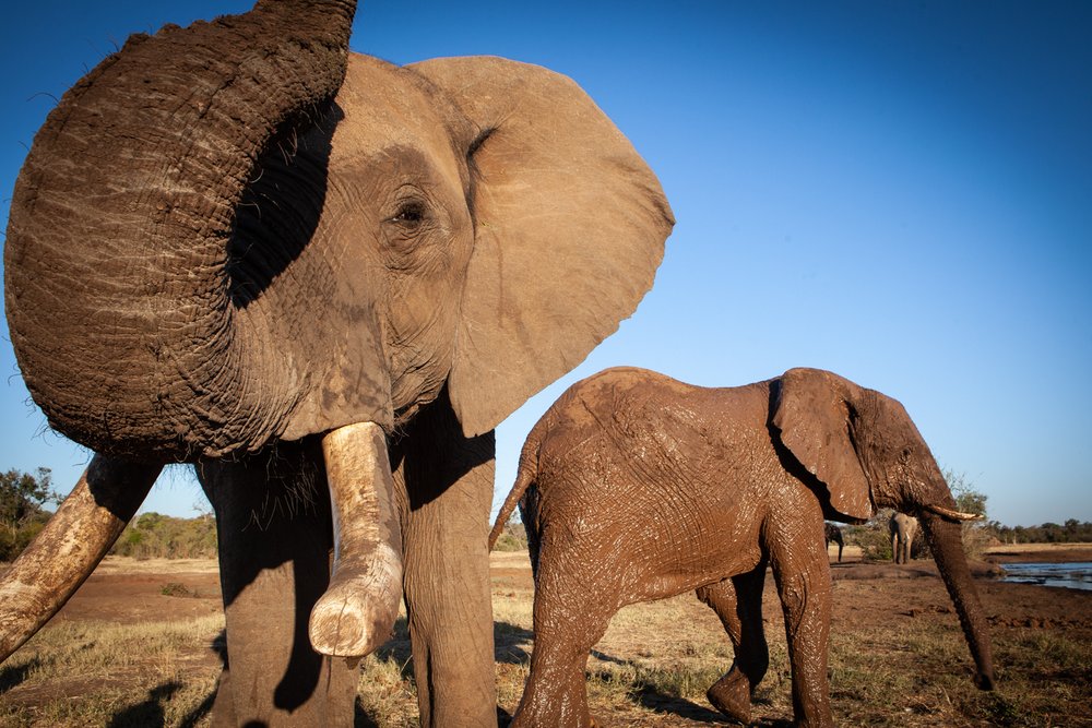 Elephants, Victoria Falls Zimbabwe