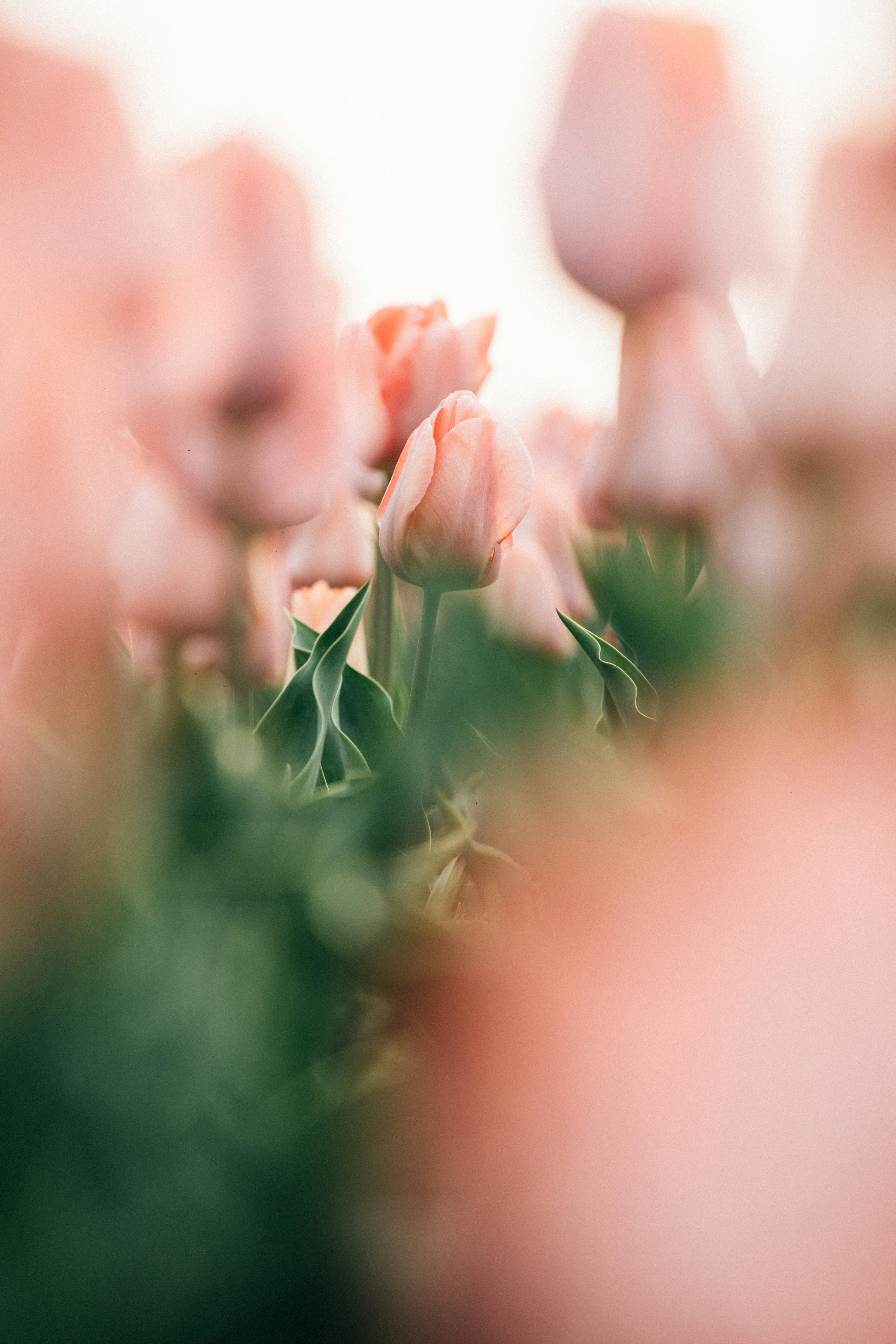 Soft pink tulips bloom in a field.