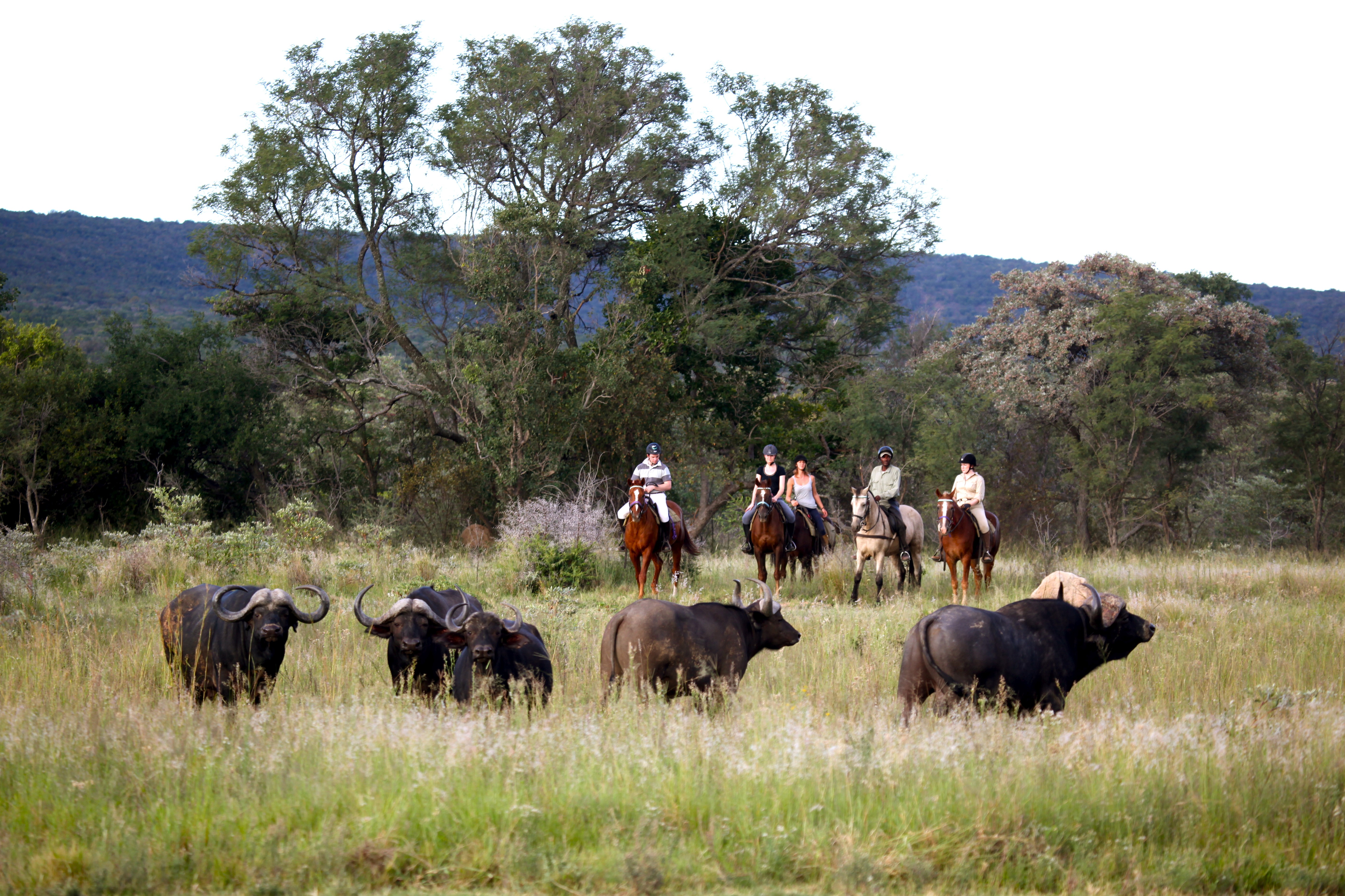 Fem ryttare till häst på ridsafari blickar ut över en grupp bufflar i Waterbergs gröna landskap. En oförglömlig ridresa till Ant's Hill i Sydafrika.