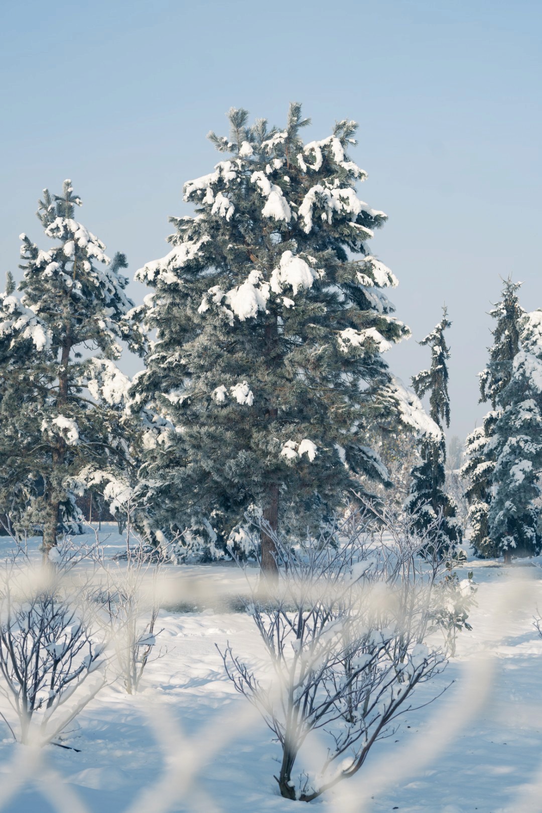 Pinus sylvestris mit kräftigem Stamm, breit ausladender Krone und dichten Büscheln aus blaugrünen Nadeln.
