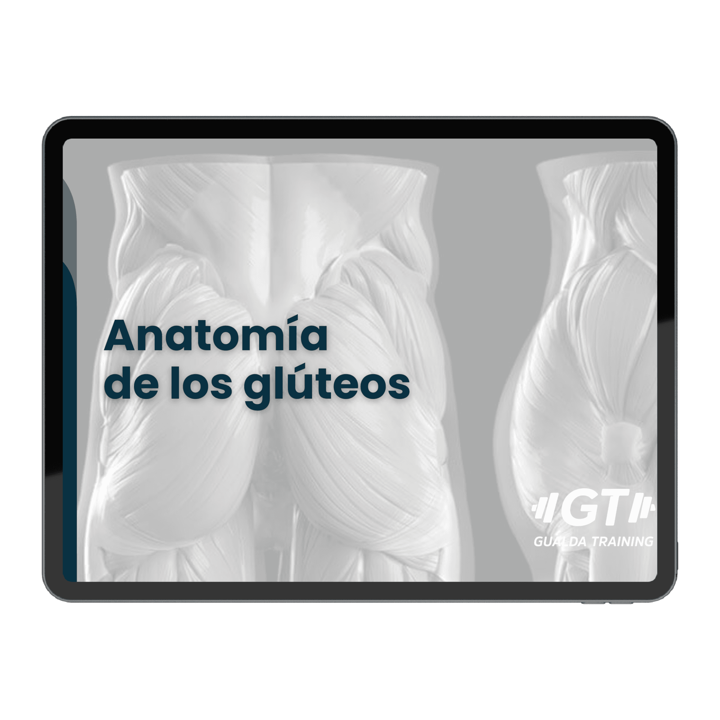 anatomía y biomecánica de glúteos