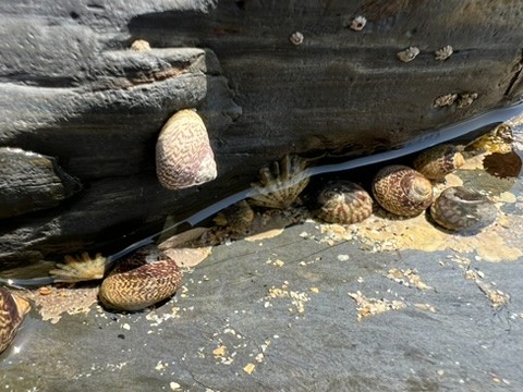 blue sky and white clouds over the sea