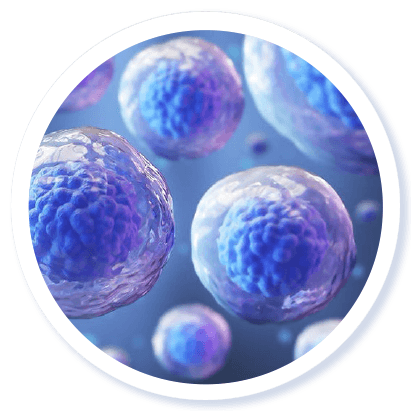 SynerBoost - Sophie Coeslier