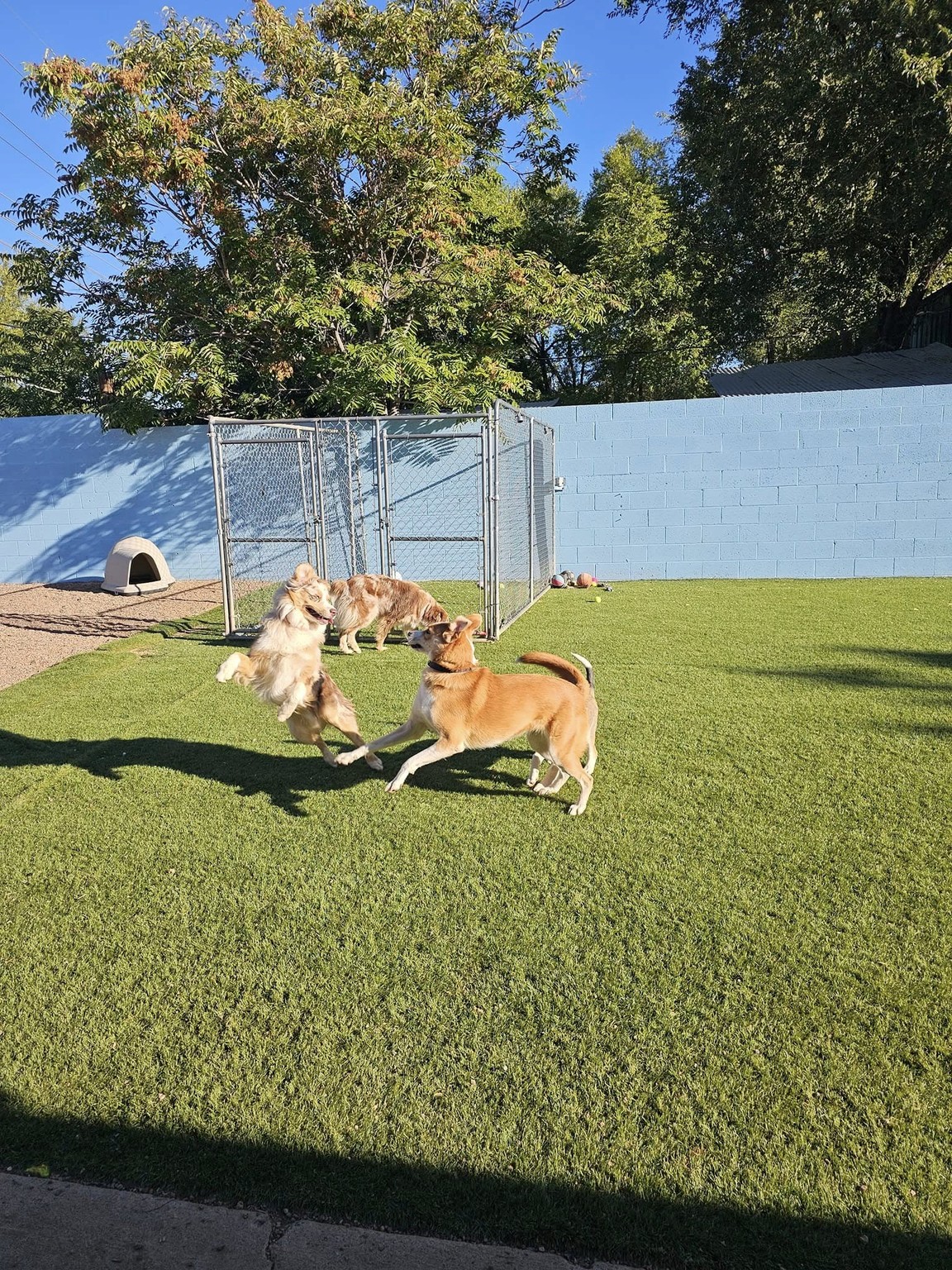 Dogs playing on the turf in Pup Town Resort's outdoor yard