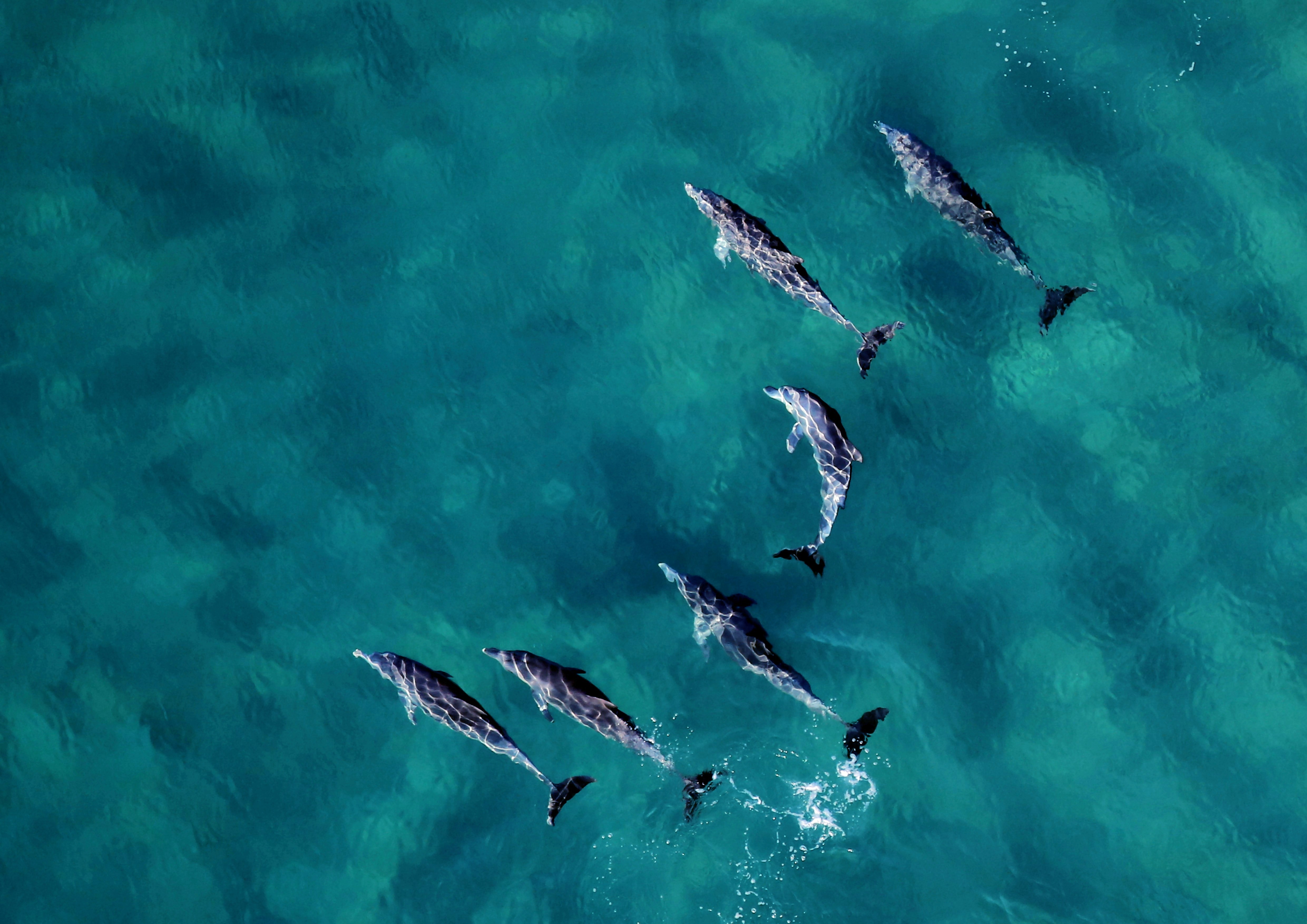 A pod of dolphins swimming in the same direction