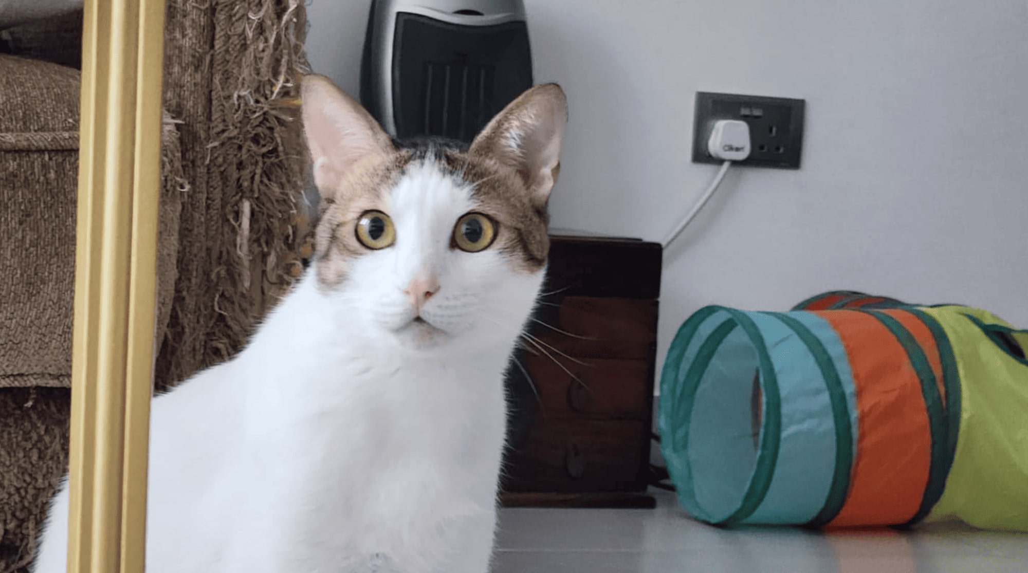 A cat is looking straight. The background has a cough, a cat tunnel, and an appliance plugged.