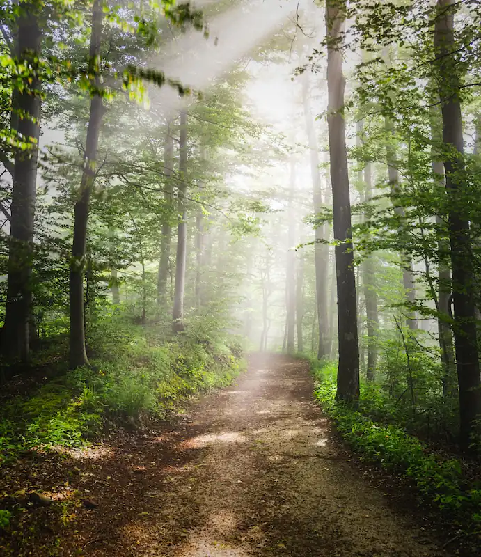 Sunrays penetrating through a green forest with a winding path leading through.