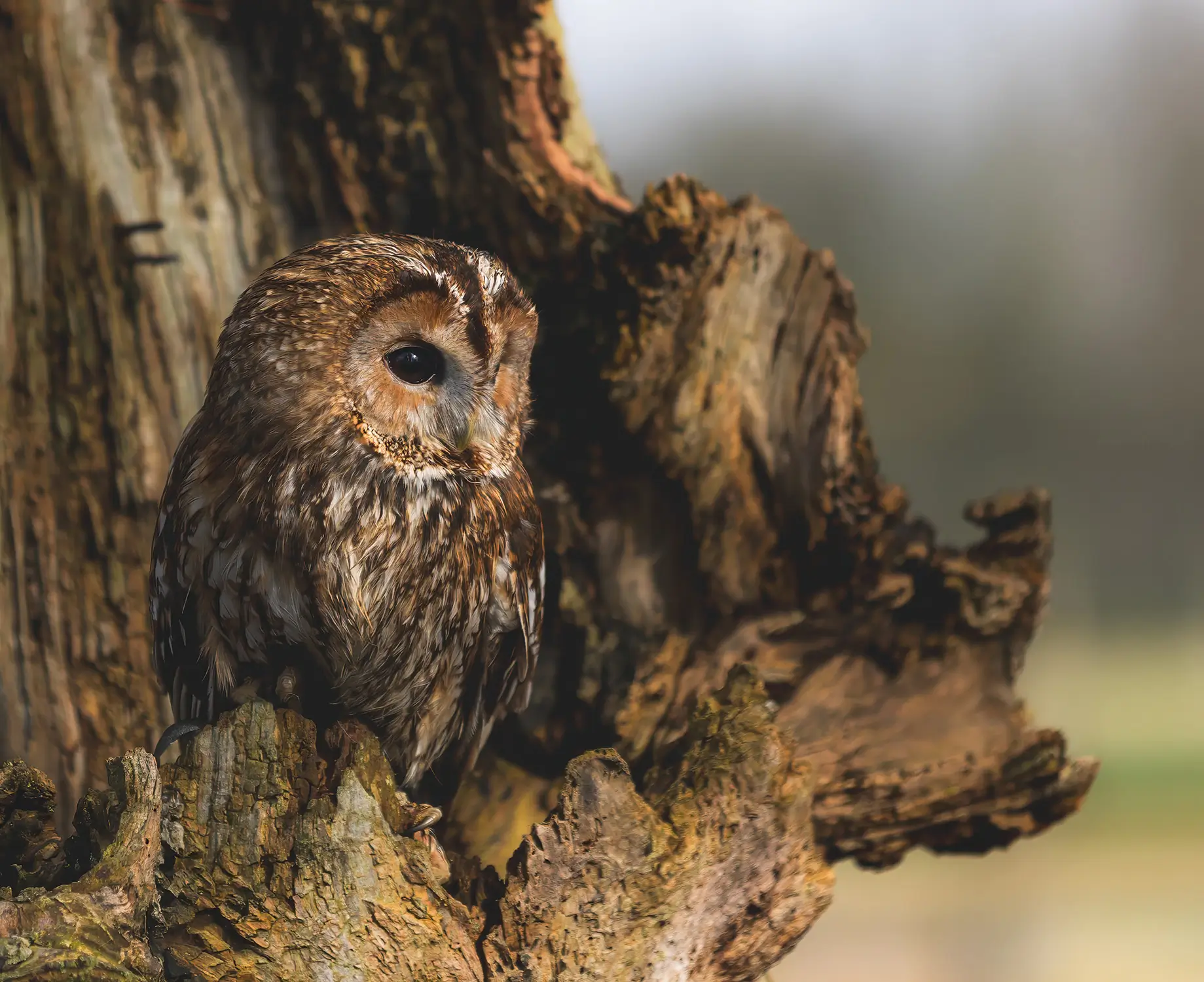 A camouflaged owl peers out from a hollow in a tree trunk, blending with the bark's texture.