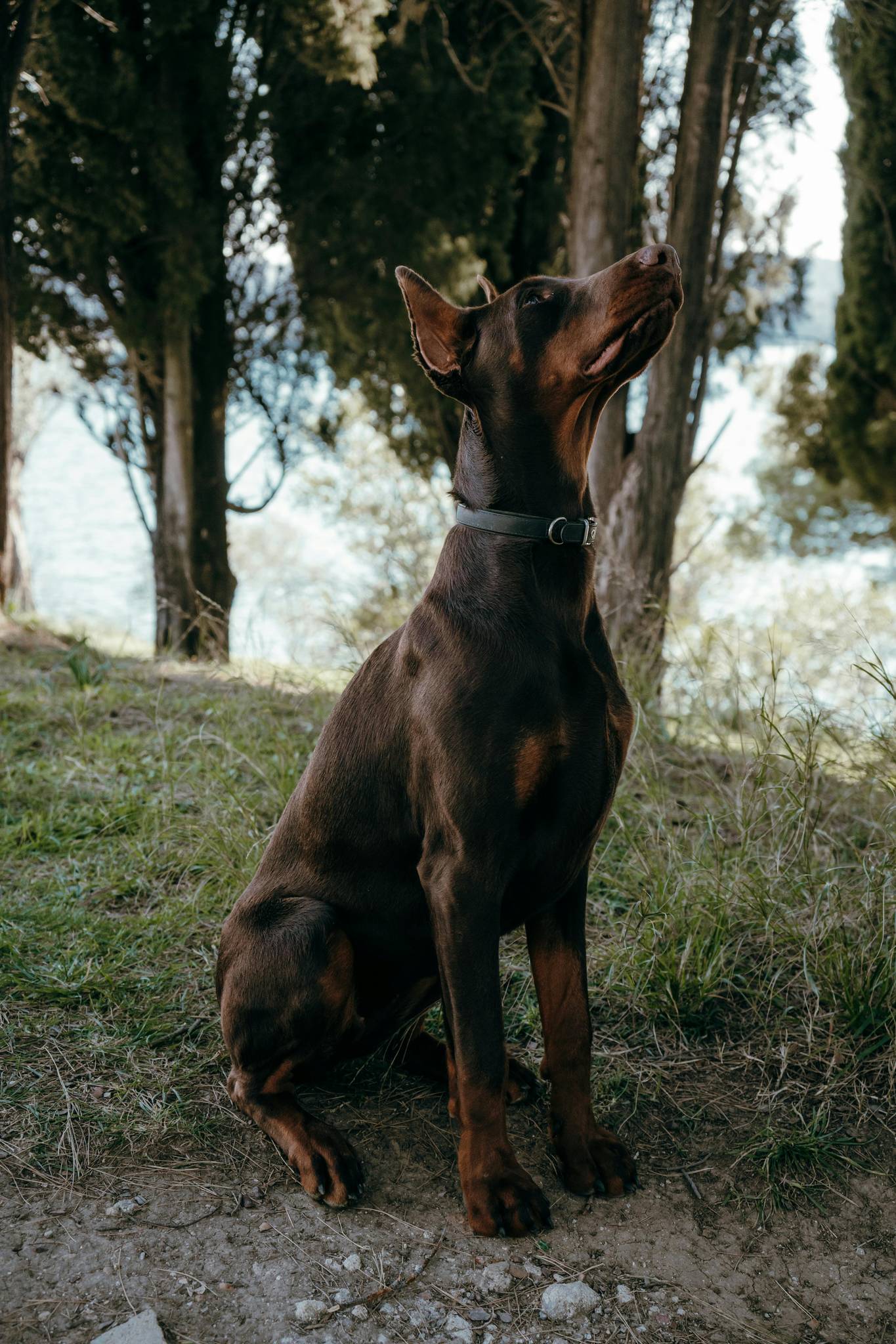 Doberman Temperament and Lifestyle Fit