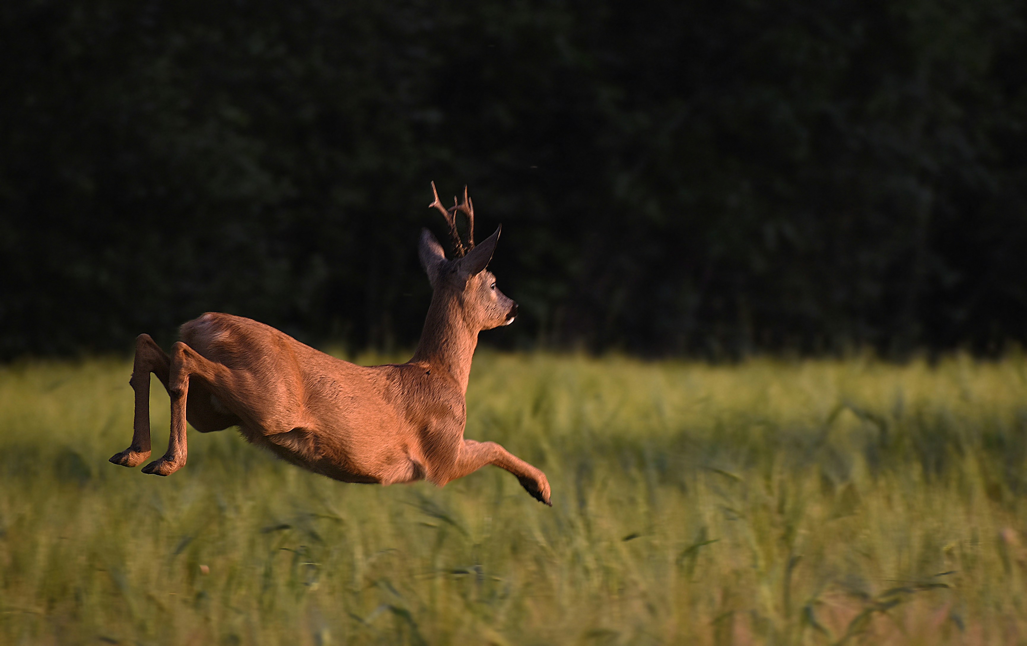 Reh springt auf einer grünen Wiese