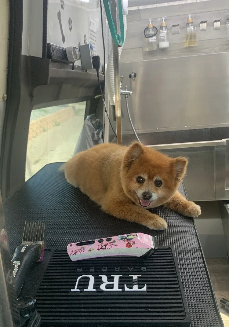 Cute pomeranian puppy freshly groomed