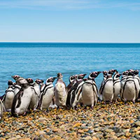 Flamingos em lagoa de água rasa no Altiplano Andino, com montanhas áridas ao fundo