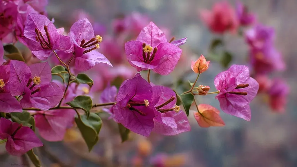 Bougainvillea Shrub Plant.webp